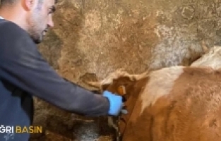 Hamur’da şap aşılamaları hız kesmeden sürüyor