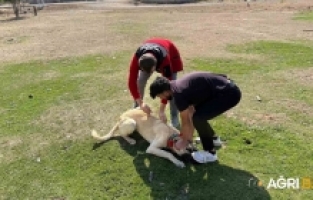 Patnos’ta Sahipli Köpeklere Mikroçip Ve Aşı Uygulaması
