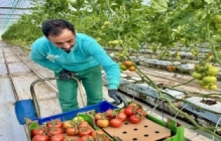 Ağrı’da jeotermal seradan Avrupa’ya domates ihracatı