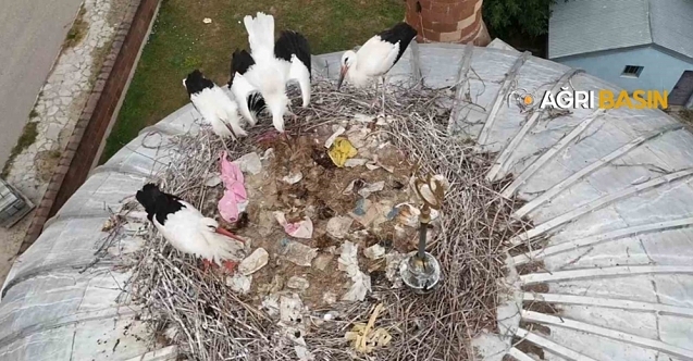 Patnos'ta Leylekler Bu Yıl Temmuz Ayında Yuvalarına Döndü