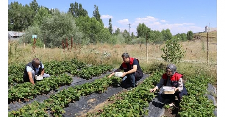 Ağrı’da yüzde 75 hibeli çilek projesi yüz güldürdü