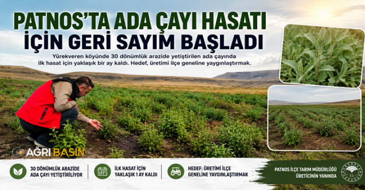 ​​​​​​​Patnos’ta Ada Çayı İçin İlk Hasat Heyecanı