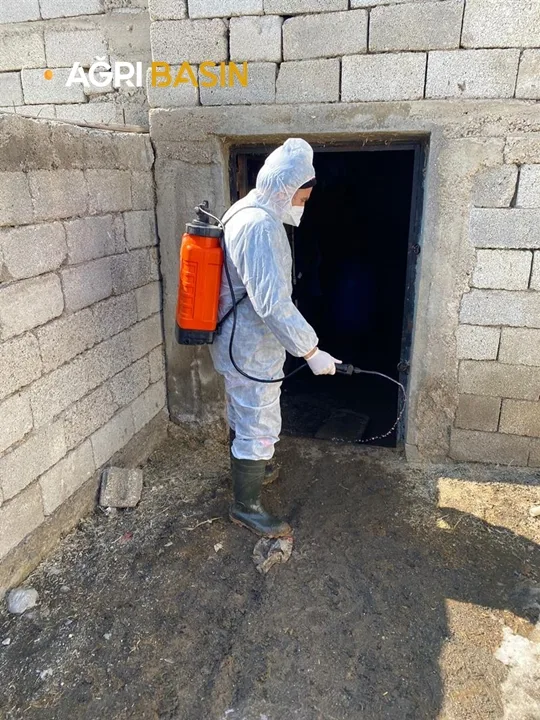 Ağrı'da 400 bin büyükbaş hayvana şap hastalığı aşısı