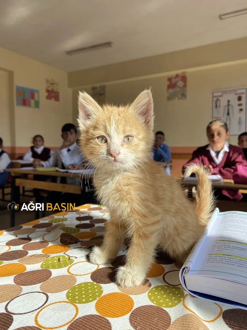 Diyadin'de Okul Öğrencilerin sahip çıktığı yavru kedinin yuvası oldu
