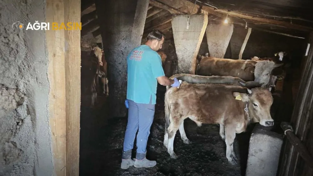Ağrı’da SAT-1 aşı çalışmaları tüm hızıyla devam ediyor