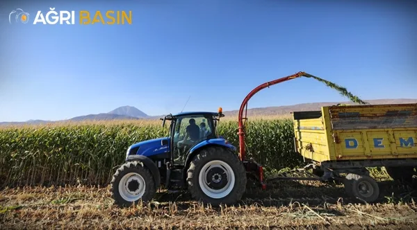 Ağrı'da Silajlık Mısır Hasadı Başladı