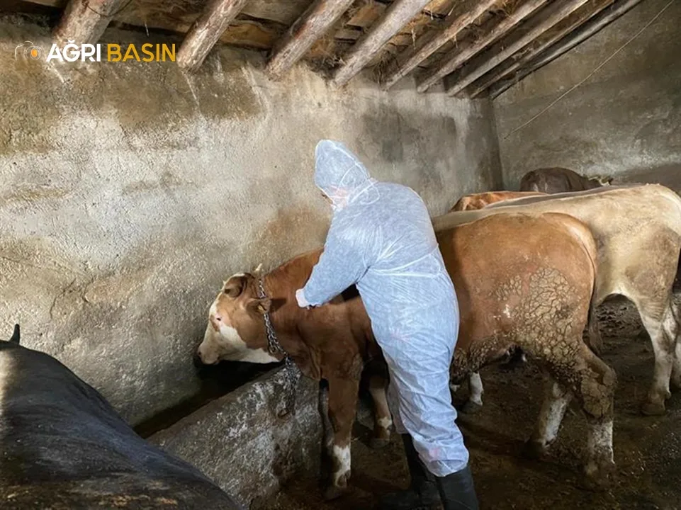 Ağrı'da 400 bin büyükbaş hayvana şap hastalığı aşısı