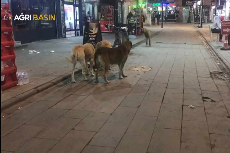Ağrı'daki başıboş sokak köpekleri tehlike oluşturuyor