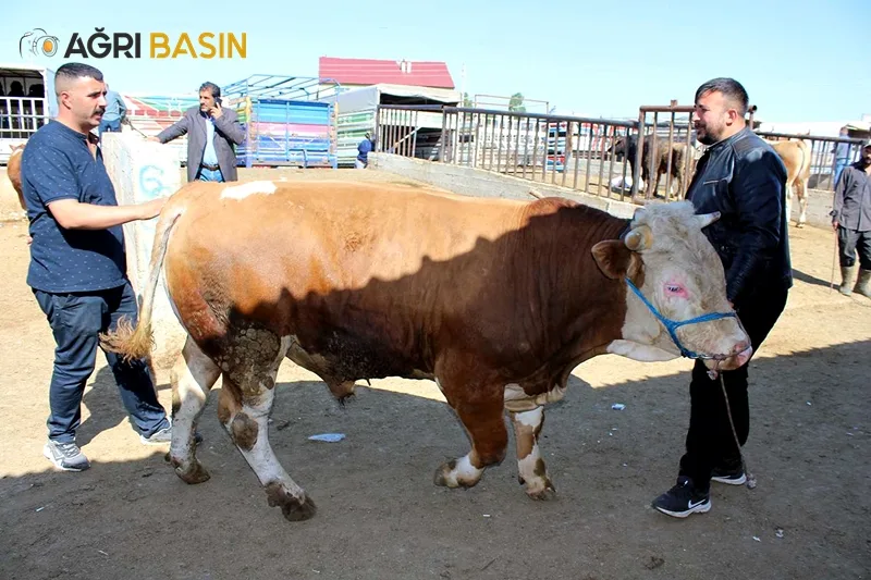 Yaklaşan Kurban Bayramı Öncesi Ağrı'da Hayvan Pazarında Hareketlilik başladı