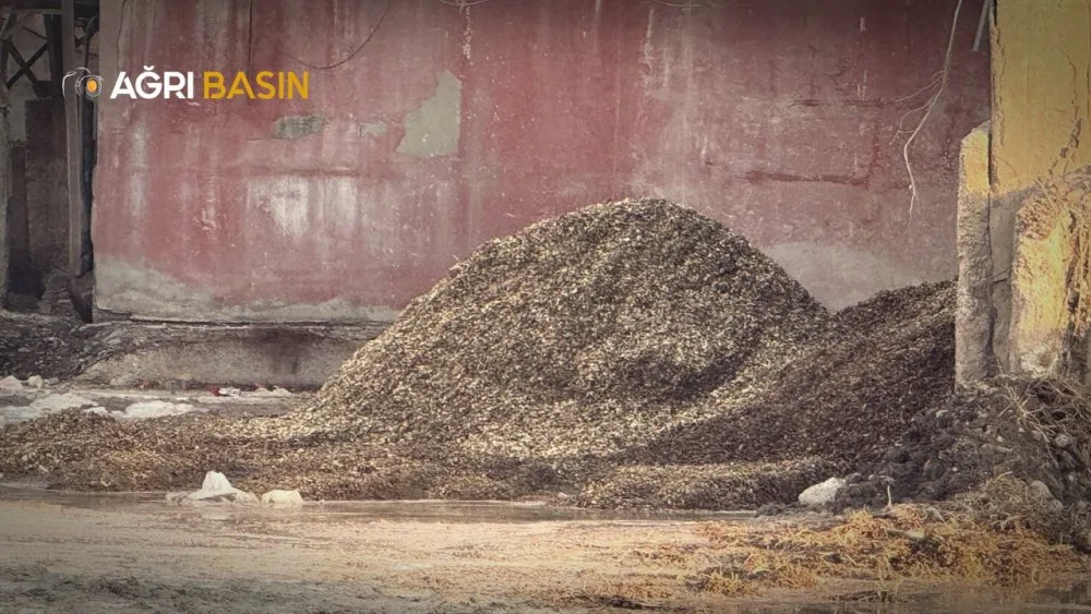 Ağrı Şeker Fabrikasında Pancar Kuyruğu Üretimi Başladı