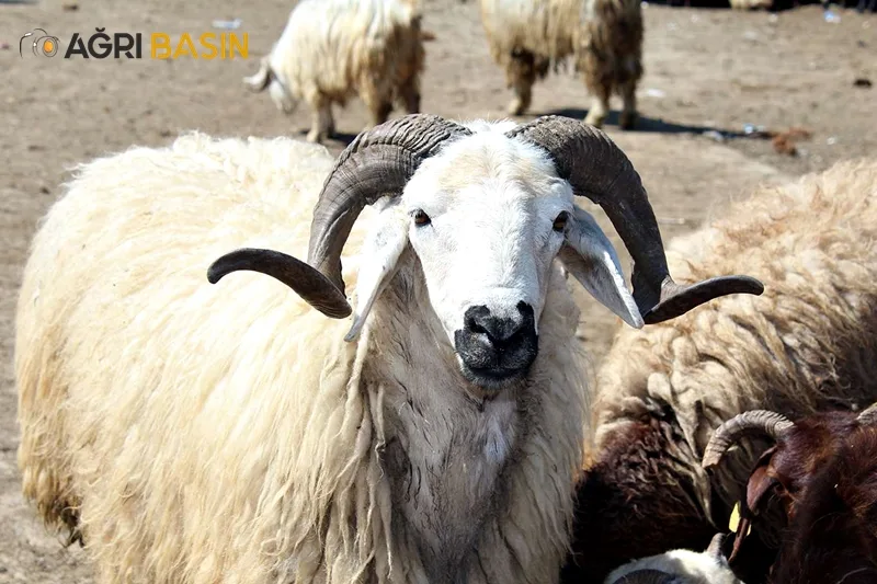 Yaklaşan Kurban Bayramı Öncesi Ağrı'da Hayvan Pazarında Hareketlilik başladı