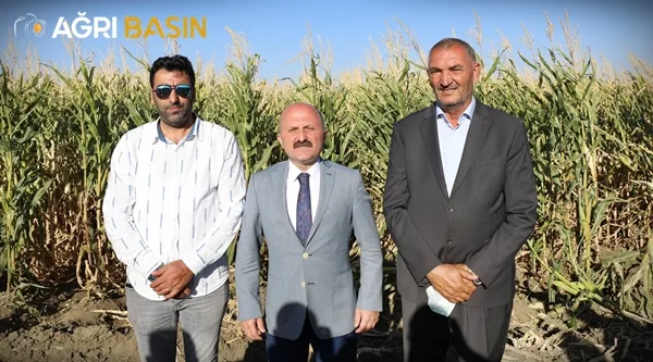 Ağrı'da Silajlık Mısır Hasadı Başladı
