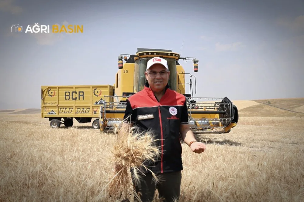 Ağrı’da Buğday ve Arpa Hasadı Başladı