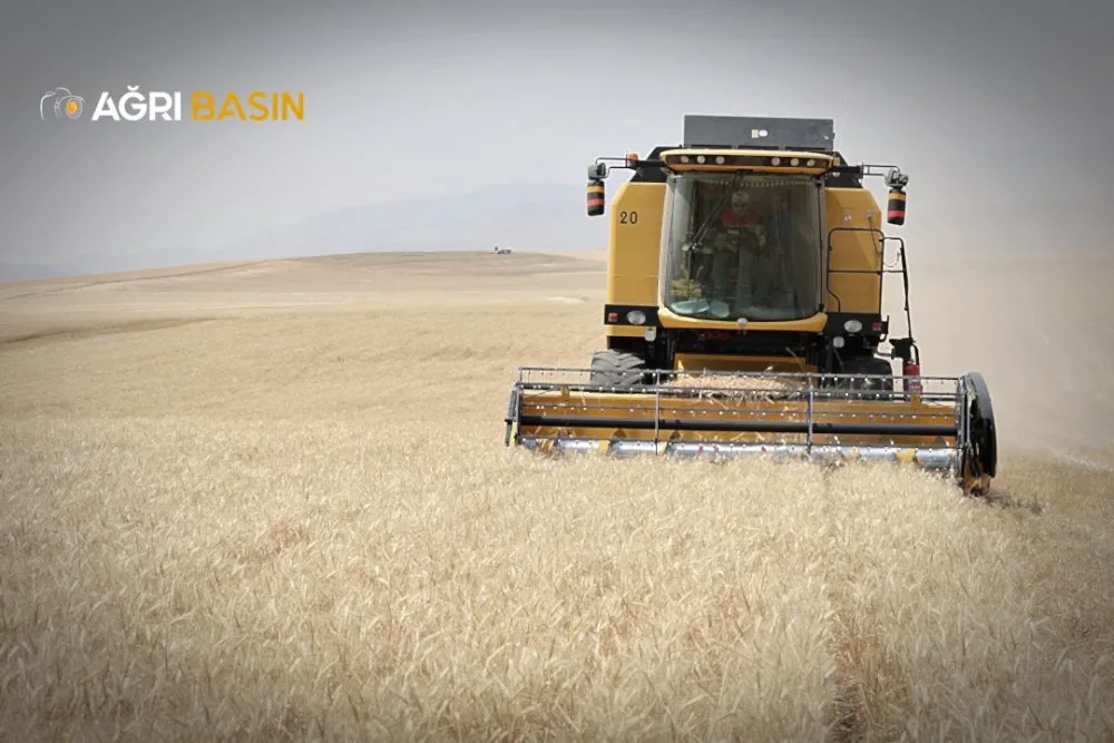 Ağrı’da Buğday ve Arpa Hasadı Başladı