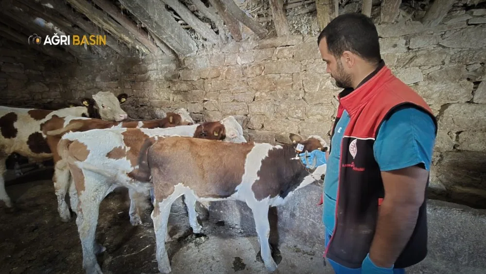 Ağrı’da Şap Hastalığına Karşı Aşılama Devam Ediyor