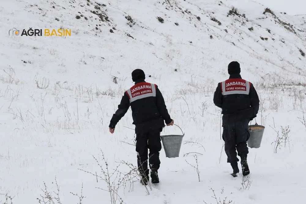 Ağrı'da Yaban Hayvanlarına Yemleme Çalışması devam ediyor