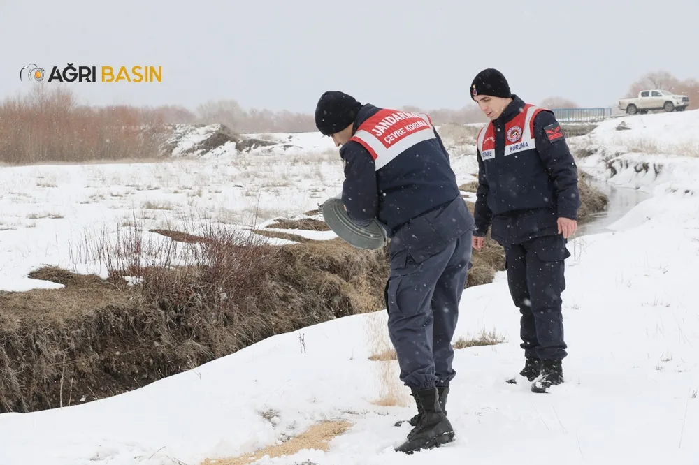 Ağrı'da Yaban Hayvanlarına Yemleme Çalışması devam ediyor