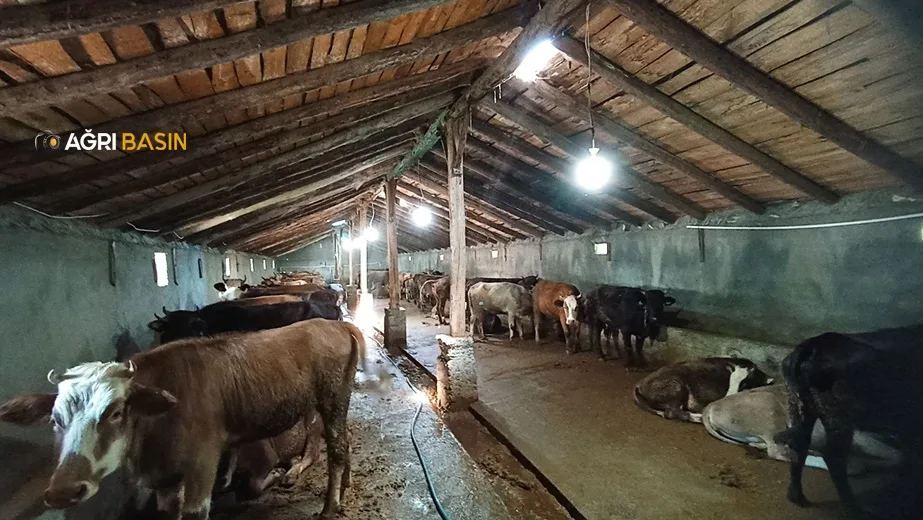 TDV Ağrı'da 97 Büyükbaş Kurbanlık kesimi gerçekleştirecek