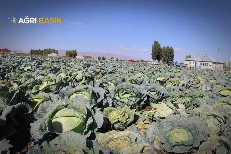 Patnos’ta lahana hasadı bereketle başladı