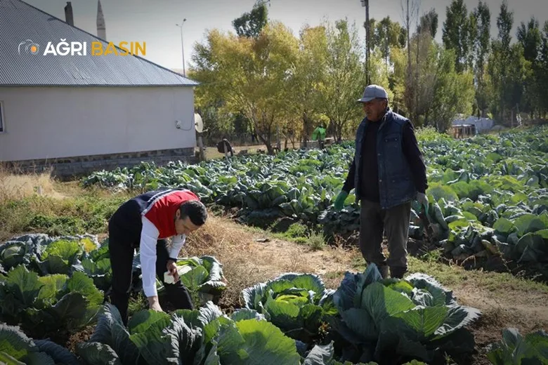 Patnos’ta lahana hasadı bereketle başladı