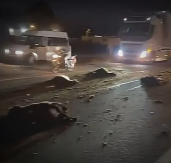 Doğubayazıt’ta Minibüs Koyun Sürüsüne Daldı: 30 Koyun Telef
