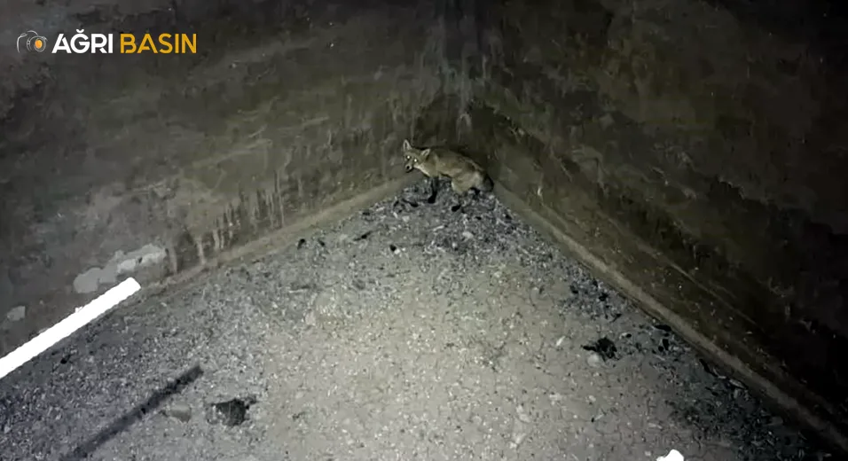 Ağrı'da Beton Kuyuda Mahsur Kalan Tilki Kurtarıldı
