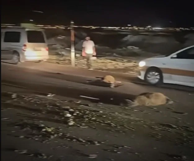 Doğubayazıt’ta Minibüs Koyun Sürüsüne Daldı: 30 Koyun Telef