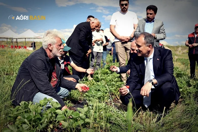 Ağrı’da Yüzde 75 Hibeyle Çilek Üretimi Başladı