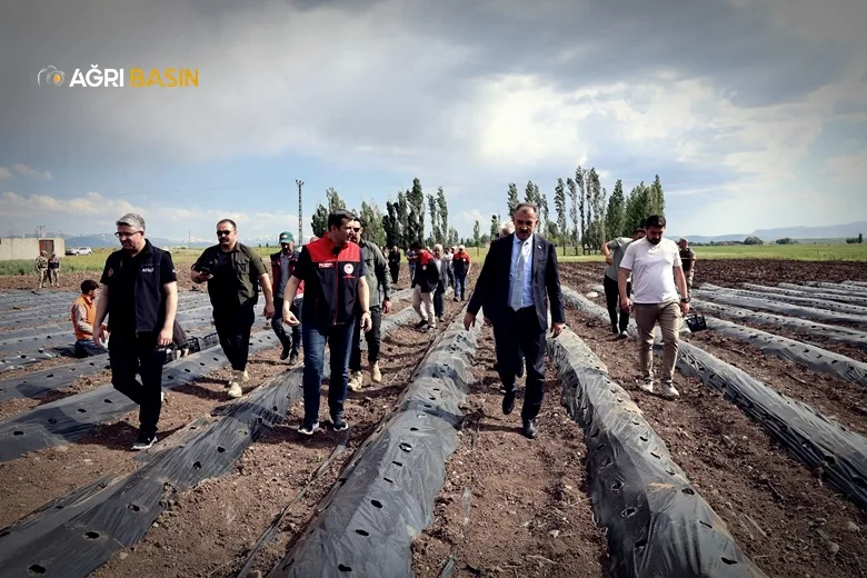 Ağrı’da Yüzde 75 Hibeyle Çilek Üretimi Başladı