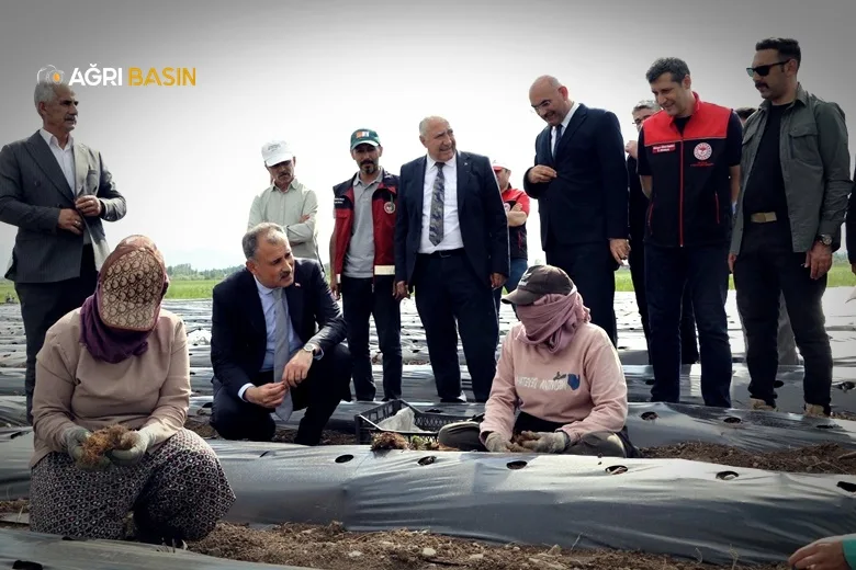 Ağrı’da Yüzde 75 Hibeyle Çilek Üretimi Başladı