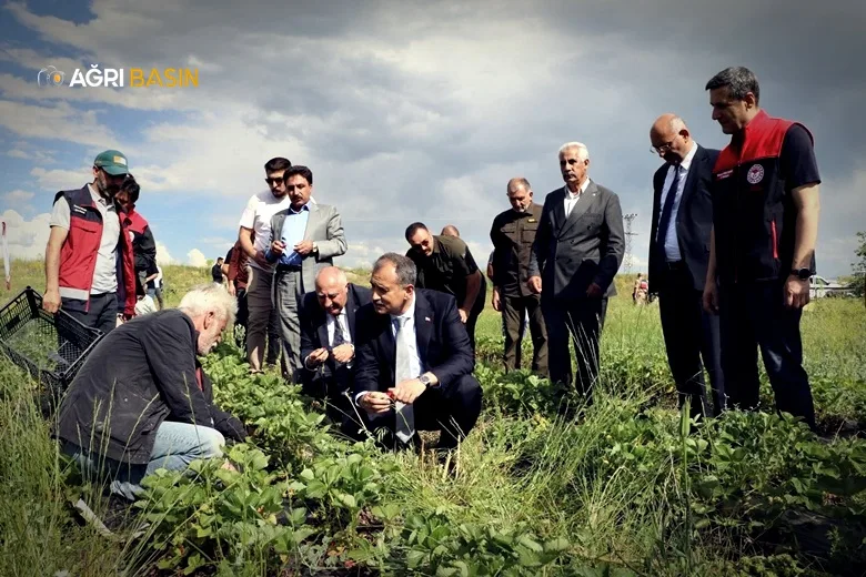 Ağrı’da Yüzde 75 Hibeyle Çilek Üretimi Başladı