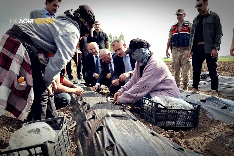 Ağrı’da Yüzde 75 Hibeyle Çilek Üretimi Başladı