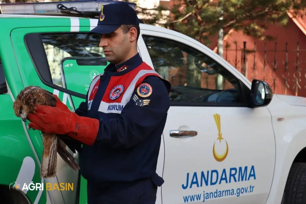 Ağrı Doğubayazıt'ta yaralı bulunan şahin tedavi altına alındı