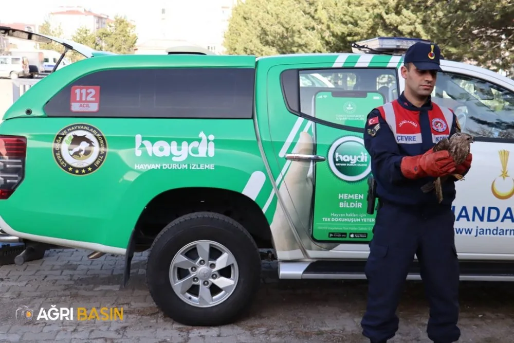 Ağrı Doğubayazıt'ta yaralı bulunan şahin tedavi altına alındı