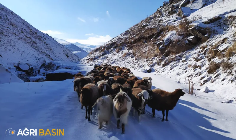 Ağrı'da Yüksek kesimlere kar Yağışı