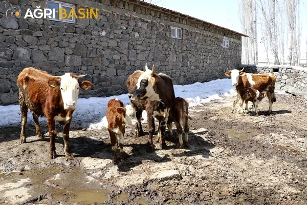 Ağrı'da 2. Etap Suni Tohumlama Çalışmaları Başladı