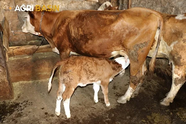Ağrı'da 2. Etap Suni Tohumlama Çalışmaları Başladı