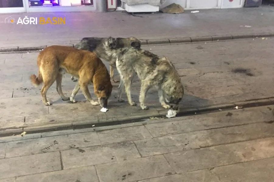 Ağrı'daki başıboş sokak köpekleri tehlike oluşturuyor