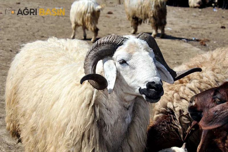 Yaklaşan Kurban Bayramı Öncesi Ağrı'da Hayvan Pazarında Hareketlilik başladı