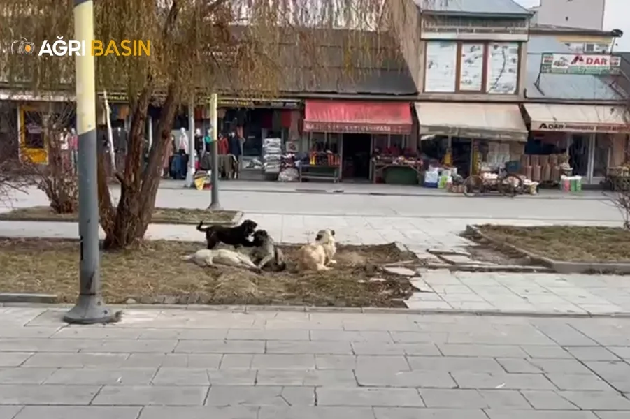 Ağrı'daki başıboş sokak köpekleri tehlike oluşturuyor
